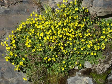 Calceolaria tenella 