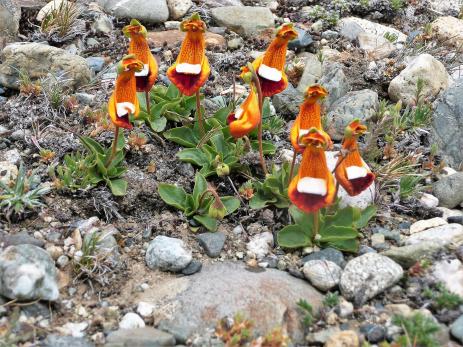 Calceolaria uniflora