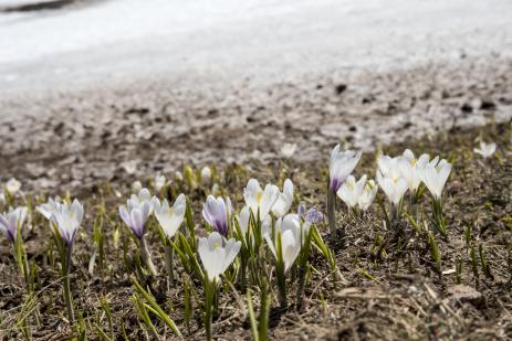 Crocus albiflorus 