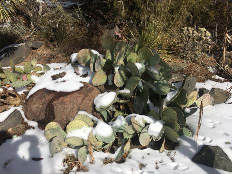 Prickly pear embracing a nurse rock at Denver Botanic Gardens. 