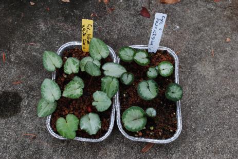 Cyclamen seedlings growing on.