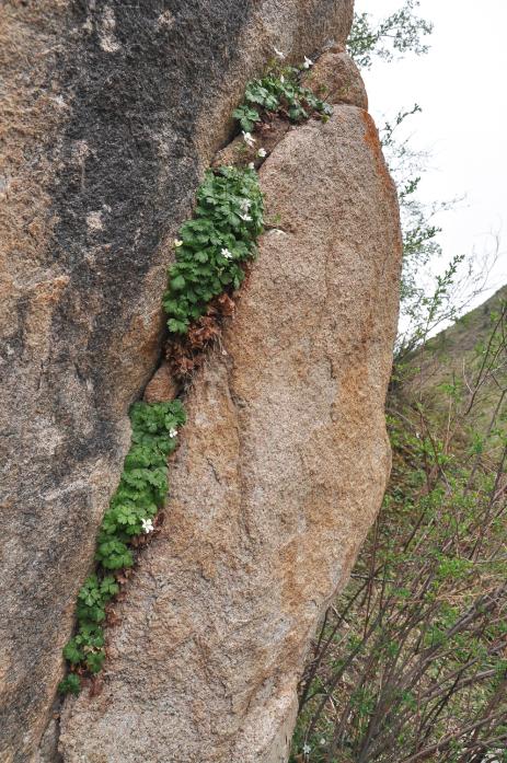 Hepatica falconeri growing in a rock crevice.