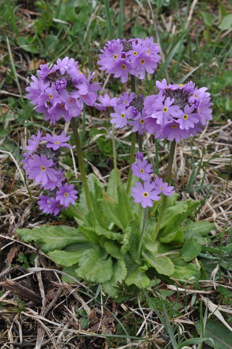 Primula algida 