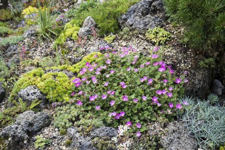 Erodium x variabile ‘Bishop’s Form’