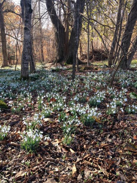 Galanthus elwesii var. monostictus