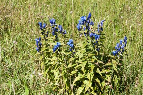 Gentiana asclepiadea