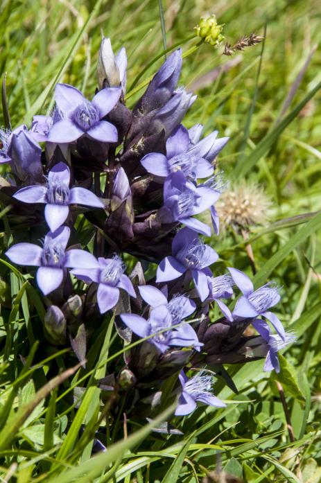 Gentiana campestris