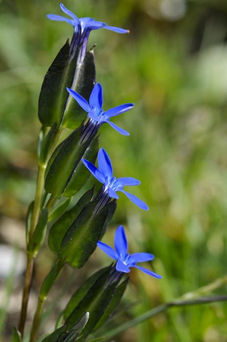 Gentiana utriculosa