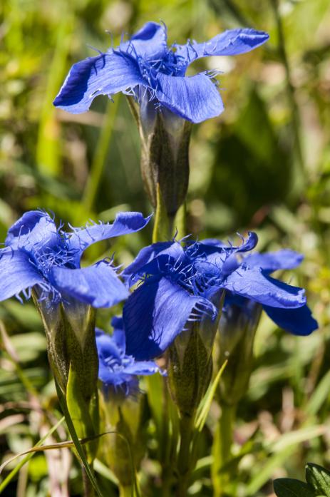 Gentianopsis ciliata 