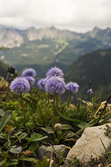 Globularia nudicaulis