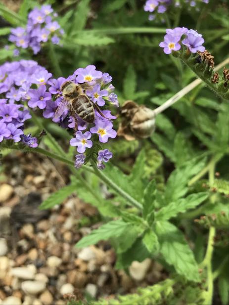 Heliotropium amplexicaule ‘Azure Skies’