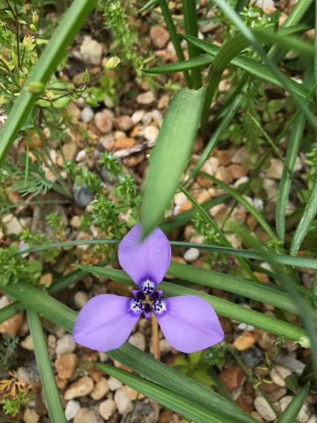 Herbertia lahue subsp. lahue