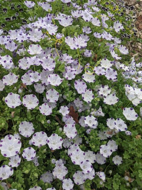 Nemophila maculata in full bloom.