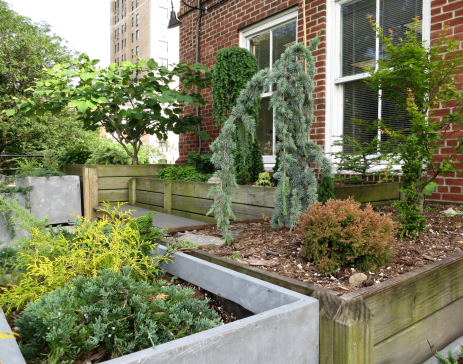 Conifers at the Arsenal five years after planting