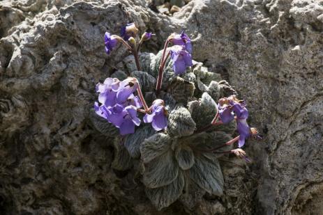 Jancaea (syn. Ramonda) heldreichii