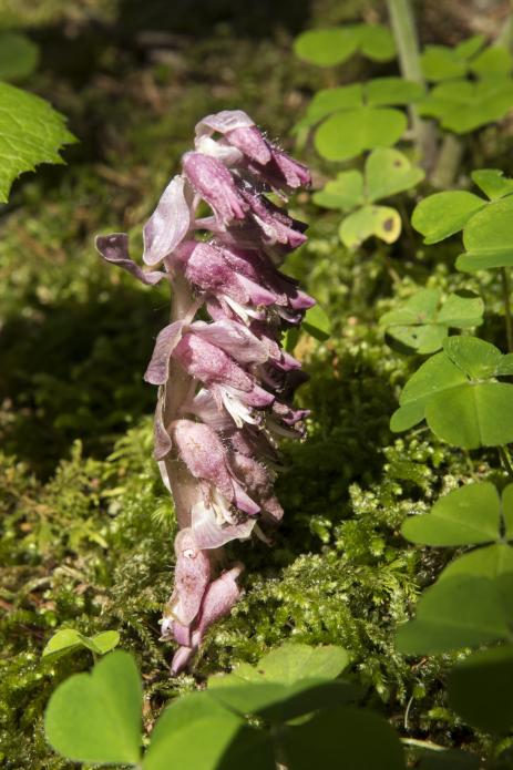 Lathraea squamaria 