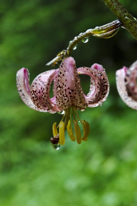 Lilium martagon