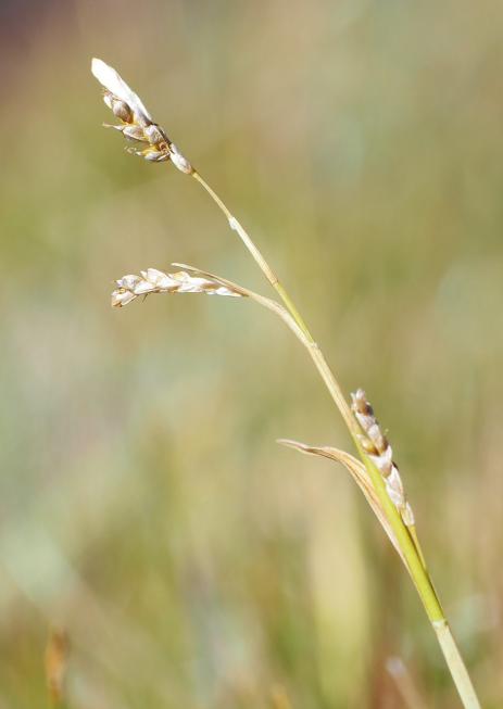 Carex tiogana