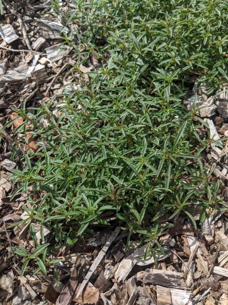 Overwintering Clarkia plants ready to burst into growth once spring arrives