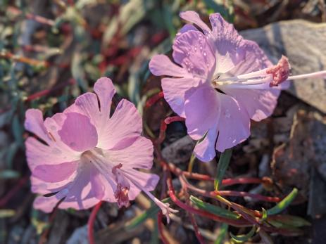 Clarkia breweri