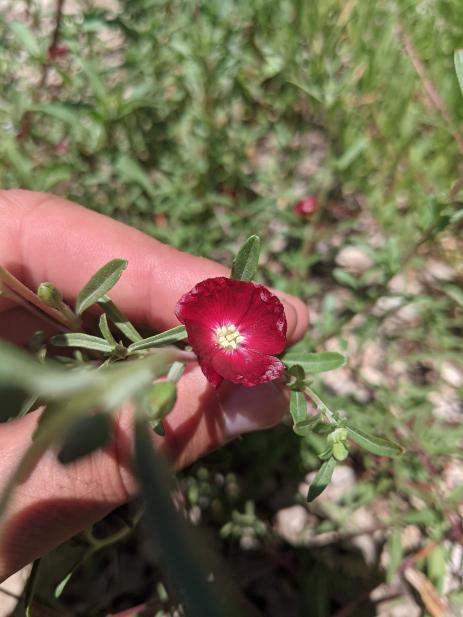 Clarkia tenella Maroon form 