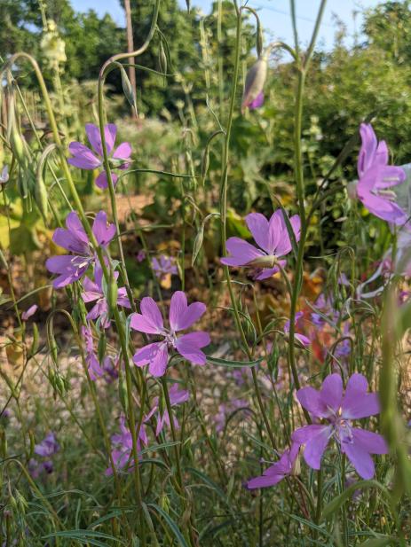 Clarkia biloba