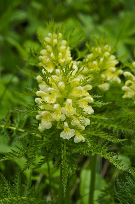 Pedicularis foliosa 