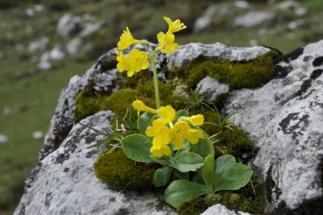 Primula auricula