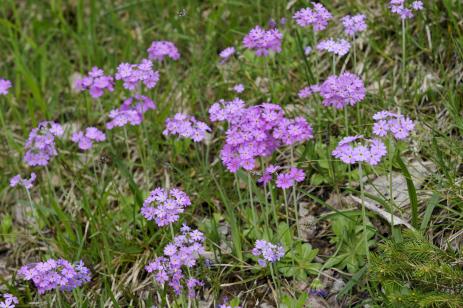 Primula farinosa