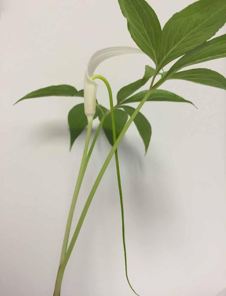 Arisaema saxatile has pineapple-scented blooms.