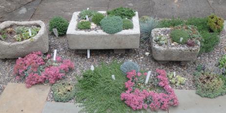 Troughs in Marlene Kobre’s collection of container plantings. Photo by Carol Eichler