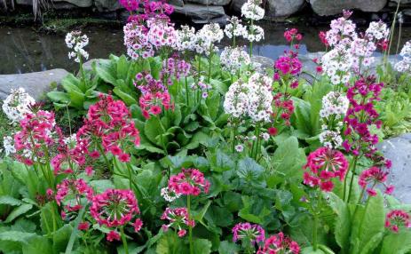 Primula japonica in the moist pond-turned-garden.