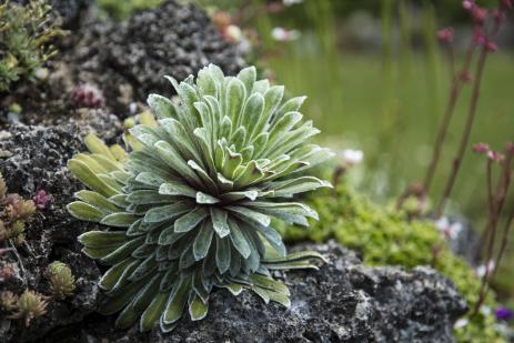 Saxifaga longifolia