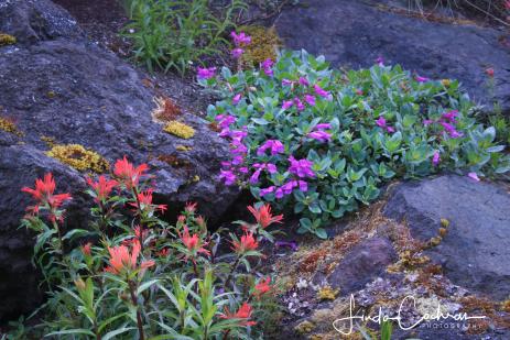 Self-sown castillejas with companion plants in the author’s garden