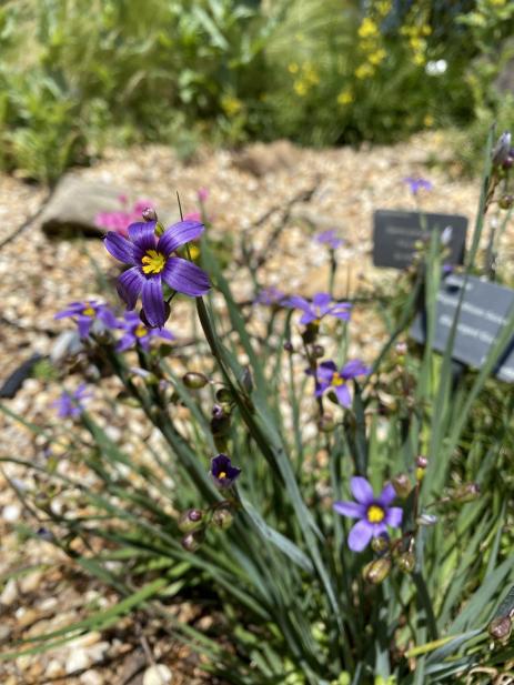 Sisyrinchium sp., possibly S. angustifolium 