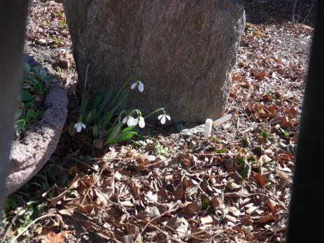 The harshness of late winter doesn’t faze these galanthus,  protected by their nurse rock.