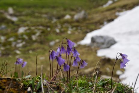 Soldanella alpina 