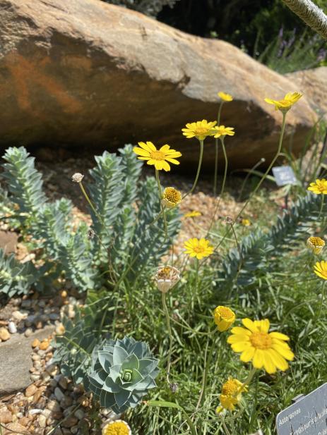 Tetraneuris scaposa with Euphorbia myrsinites.