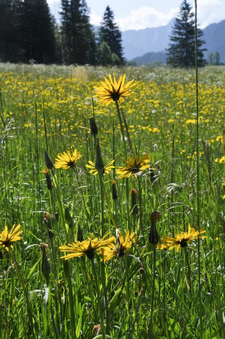 Tragopogon pratensis 