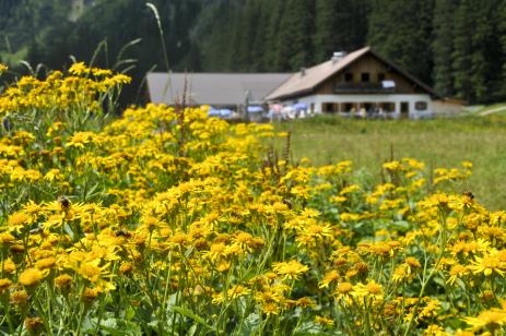 Vilsalpe restaurant with Senecio alpinus 