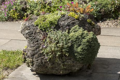 Alpines growing on tuff.