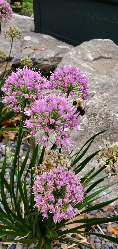 Allium ‘Millenium’ 