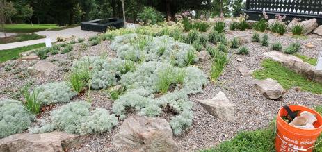 The gardening beginning to fill in with Artemisia schmidtiana ‘Silver Mound’.