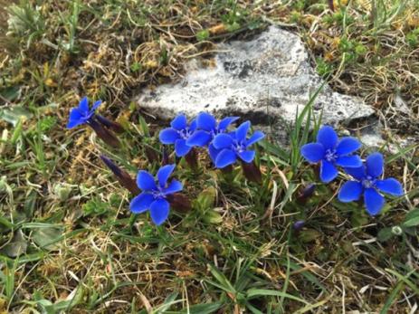 Gentiana verna growing by a rock in the Burren in Ireland