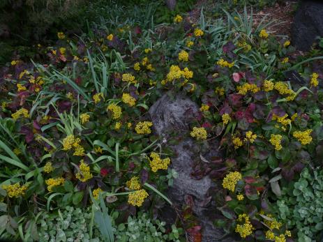 Mahonia repens ambles over its nurse rock at Denver Botanic Gardens.