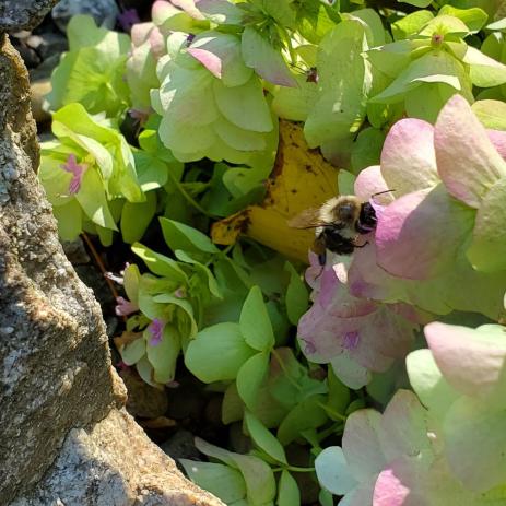 Bumble bees visiting the flowers of Origanum rotundifolium ‘Kent Beauty’