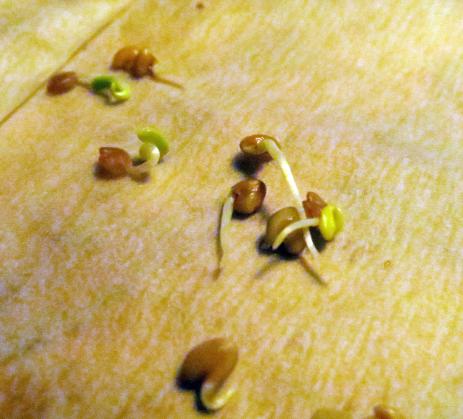 Nicking and soaking astragalus seeds results in nearly immediate germination.