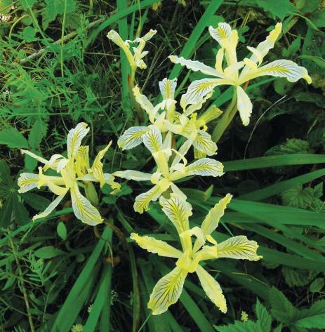 Iris chrysophylla, Siskiyou Mountains, Oregon