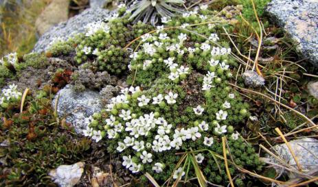 Chionohebe ciliolata subsp. fiordense