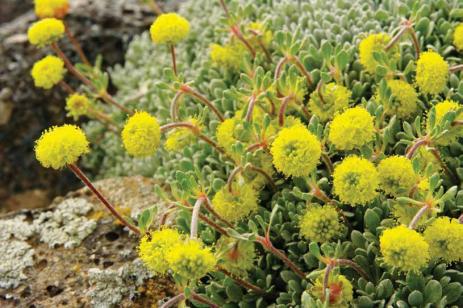 Eriogonum douglasii (Douglas buckwheat) in author’s rock garden